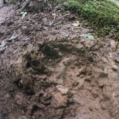 Bear in Big South Fork country